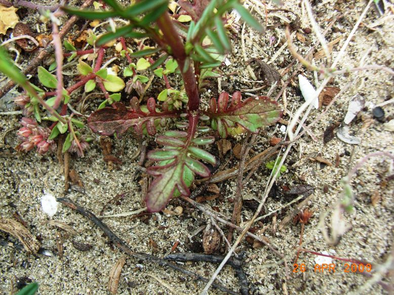 Centranthus calcitrapa